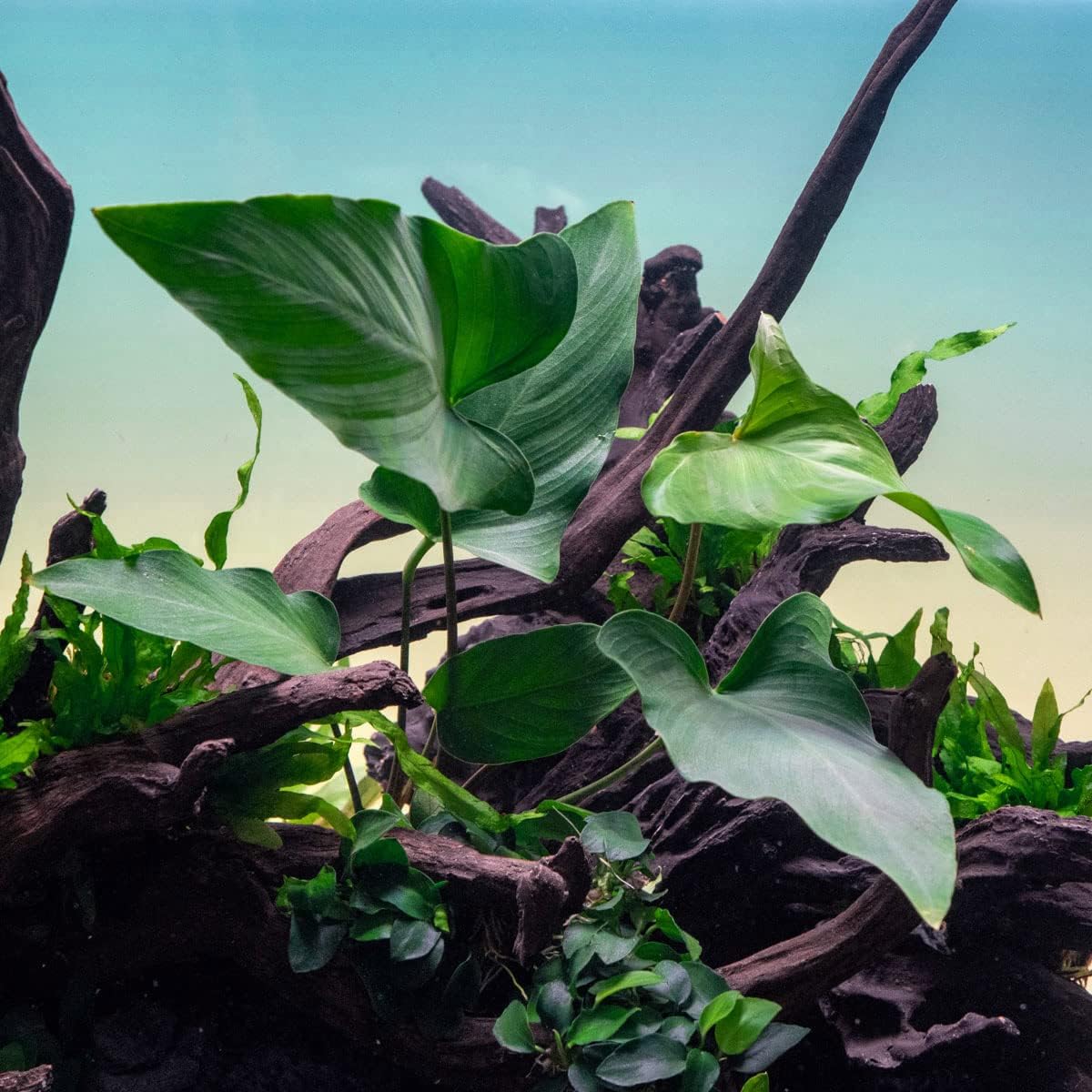 SubstrateSource Anubias Live Aquarium Plants - Potted Freshwater Plant for Fish Tanks, Terrariums