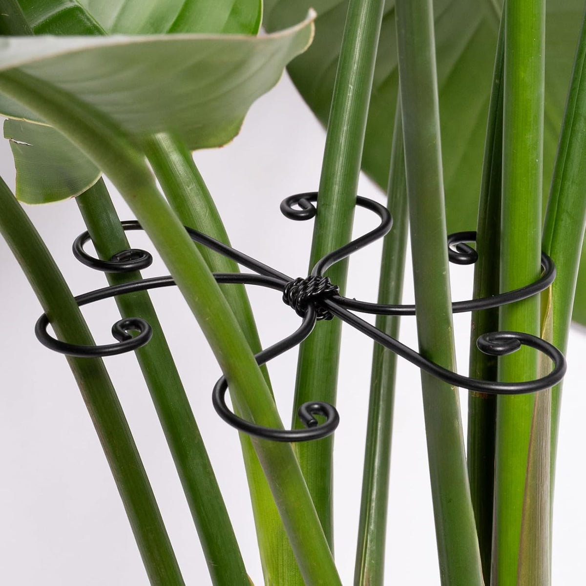 Black Monstera Plant Support 5.5IN 5PCS Premium Stem Support System for Indoor Plants, Durable