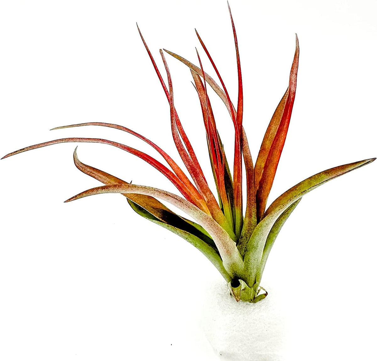 ragnaroc Air Plants - Tillandsia Brachycaulos Abdita, Large 4-6" - 5 ct - Live Arrival Guaranteed