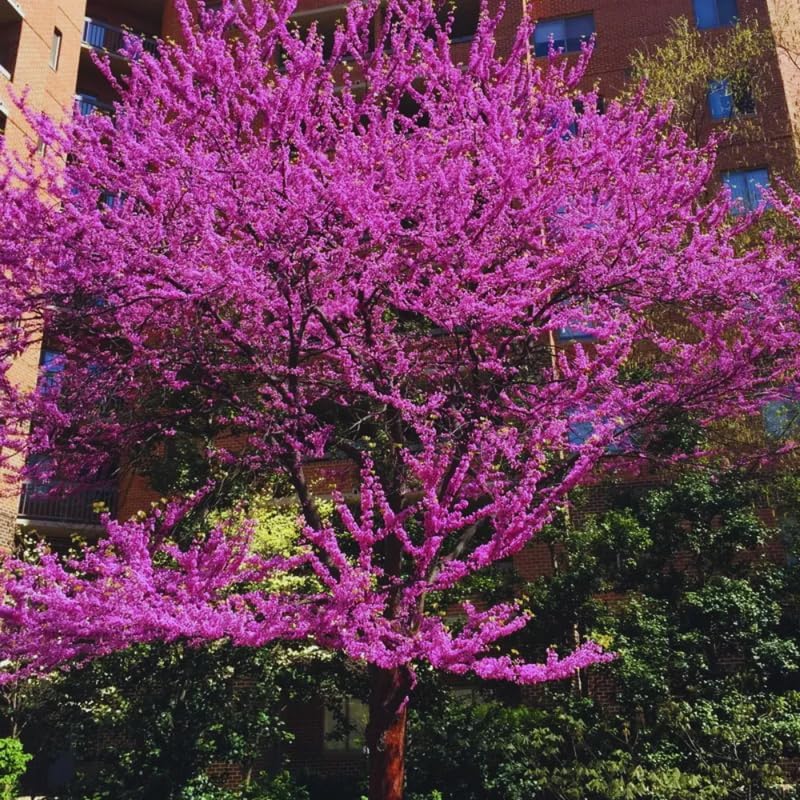 5 Dormant Eastern Redbud Trees Live Plants Seedlings Bare Roots, 6 to 13 Inc Tall Red Bud Trees