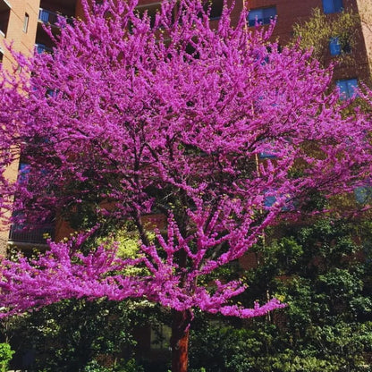 5 Dormant Eastern Redbud Trees Live Plants Seedlings Bare Roots, 6 to 13 Inc Tall Red Bud Trees