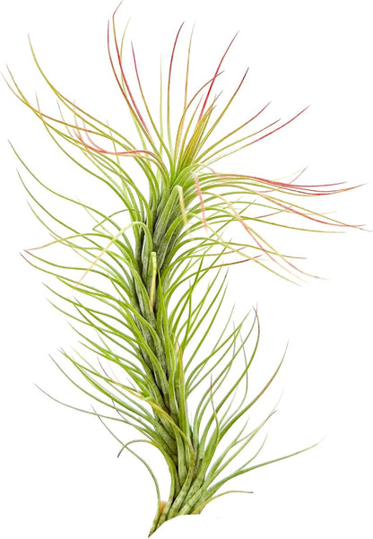 ragnaroc Air Plants - Tillandsia Funckiana, Large 5" - 1ct - Live Arrival Guaranteed - House Plants