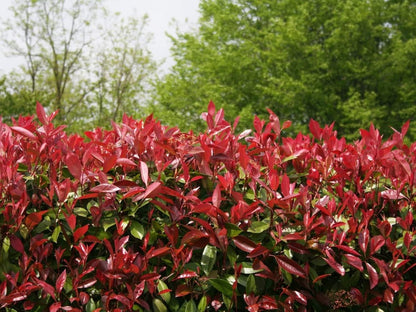 Photinia Red Tip | 3 Large Gallon Size Plants | Photinia x Fraseri | Evergreen Landscape Hedge Shrub