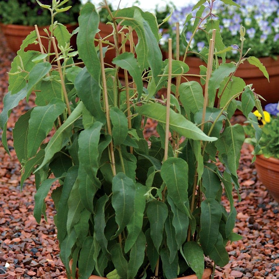 Park Seed Grow Your Own Eucalyptus Seeds Plant, Perfect for Indoor Growing and Spring Garden, Lemon
