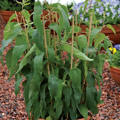 Park Seed Grow Your Own Eucalyptus Seeds Plant, Perfect for Indoor Growing and Spring Garden, Lemon
