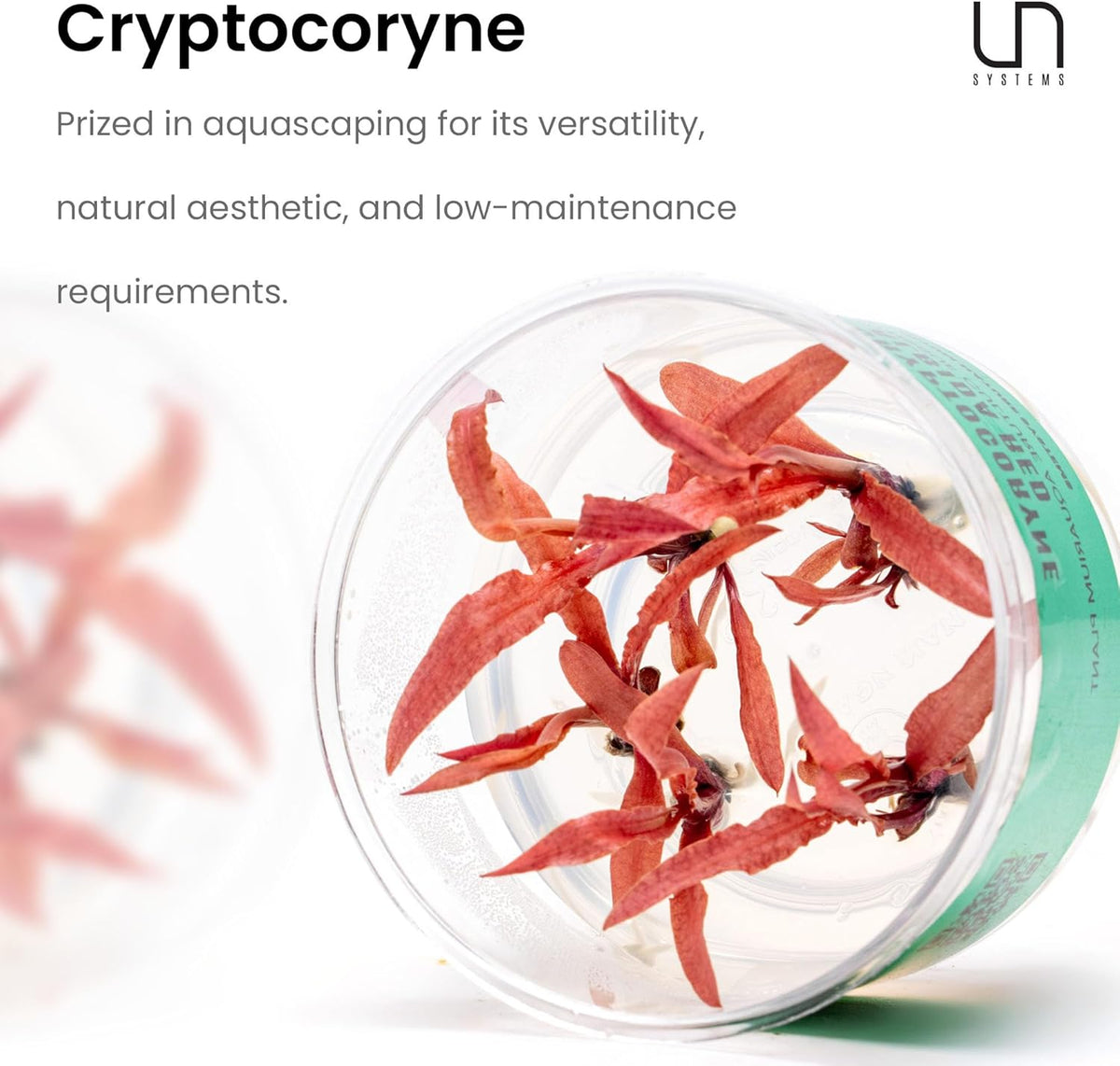 Ultum Nature Systems Cryptocoryne Wendtii Green Gecko Tissue Culture Live Plant for Aquarium