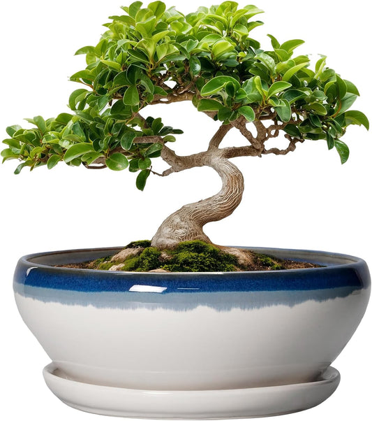 SQOWL Bonsai Pots Ceramic - 8 Inch Succulent Planters Indoor, Succulent Pot with Drainage Hole and