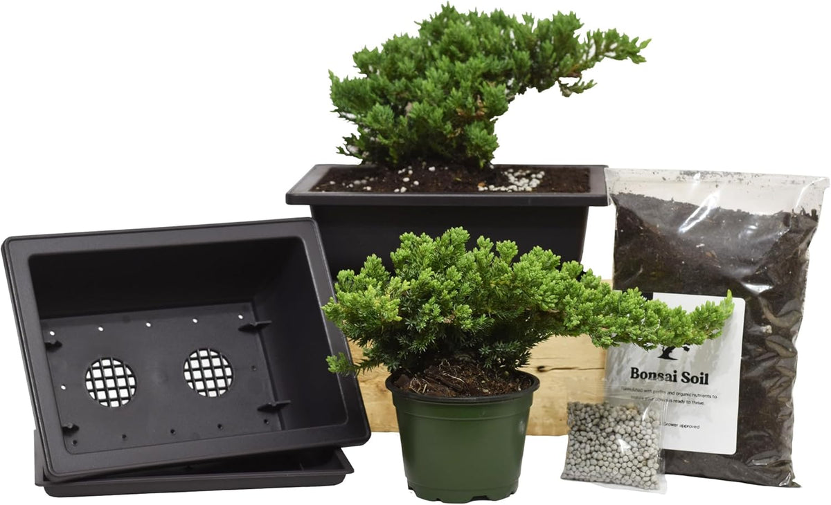 Flora's Market Bonsai Kit - Full kit Nana Juniper Bonsai with Fertilizer and Soil (Nana Juniper)