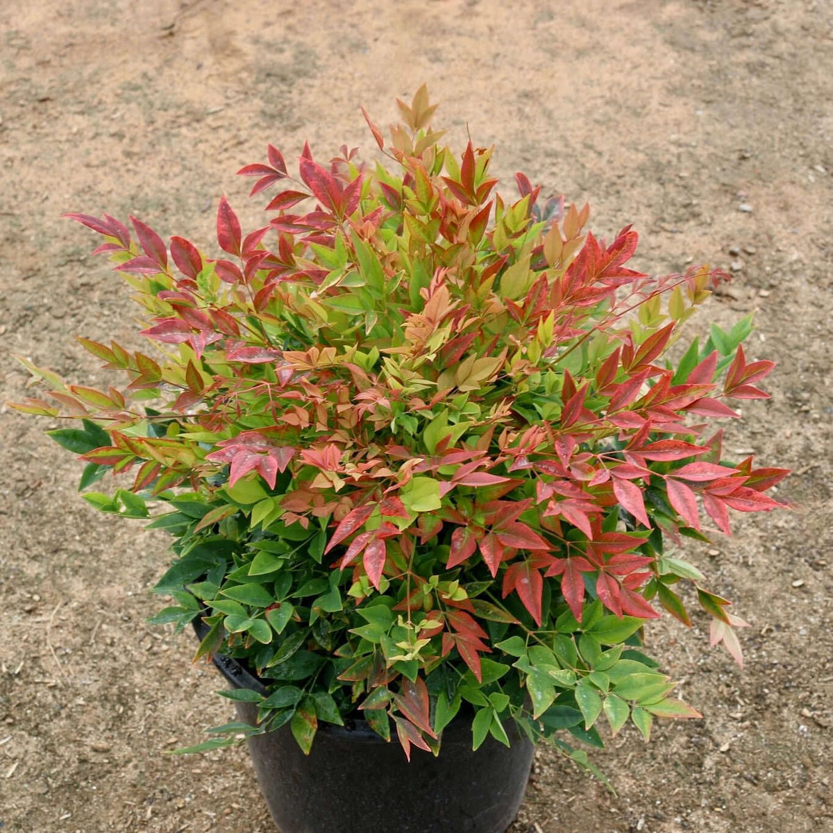 Nandina Gulf Stream - Nandina domestica. Compact Heavenly Bamboo | Year-Round Color | Low