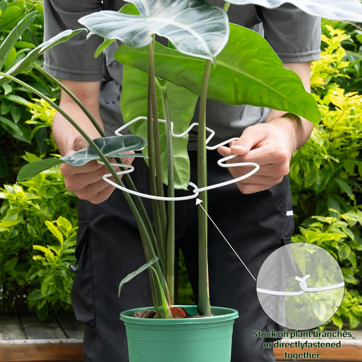 5PCS Monstera Plant Stem Support White 9 * 7.6in - Durable Stake Holder for Indoor Climbing Plants