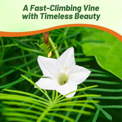 Outsidepride White Cypress Vine Seeds - 100 Pcs Annual Flower Seeds with Nectar-Rich, Star-Shaped