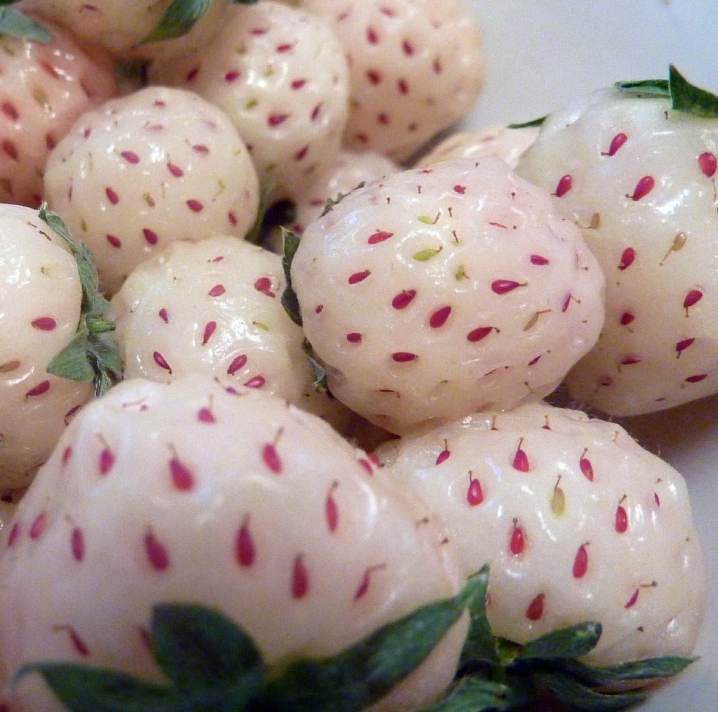 White Carolina Pineberry Plants - 10 Roots -Bareroot-Pineapple/Strawberry Flavor - Grow Indoors or