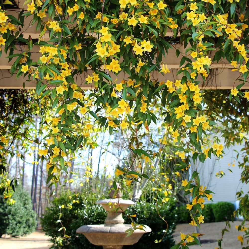 Carolina Jasmine Plant, Live Evergreen Vine, Fragrant Yellow Blooms, Fast Growing Climber for