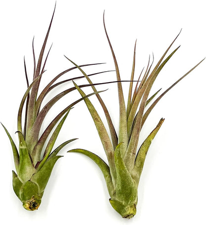 ragnaroc Live Air Plant – Tillandsia Capiput, Jumbo 6-9” - 2 ct - Live Arrival Guaranteed - House