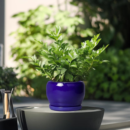 SQOWL Ceramic Planters for Indoor Plants - 6 Inch Plant Pot with Drainage Hole and Saucer, Round