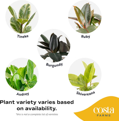 Costa Farms Ficus Live Plant | Beautiful Potted Houseplant in 10-Inch Decorative Plant Pot | 22-40