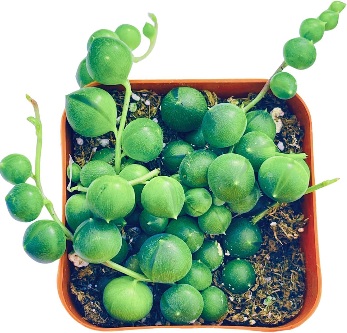 Succulents Plants Live 2" String of Pearls, Live Mini Succulent Plants, Easy Care House Plants