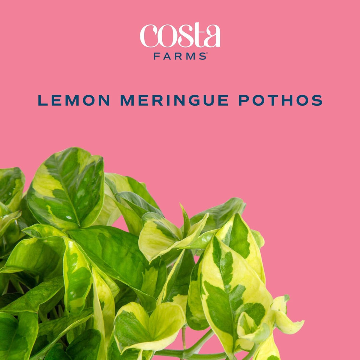 Costa Farms Lemon Meringue Pothos Live Plant in Self Watering Pot, Indoor Houseplant, Perfect for