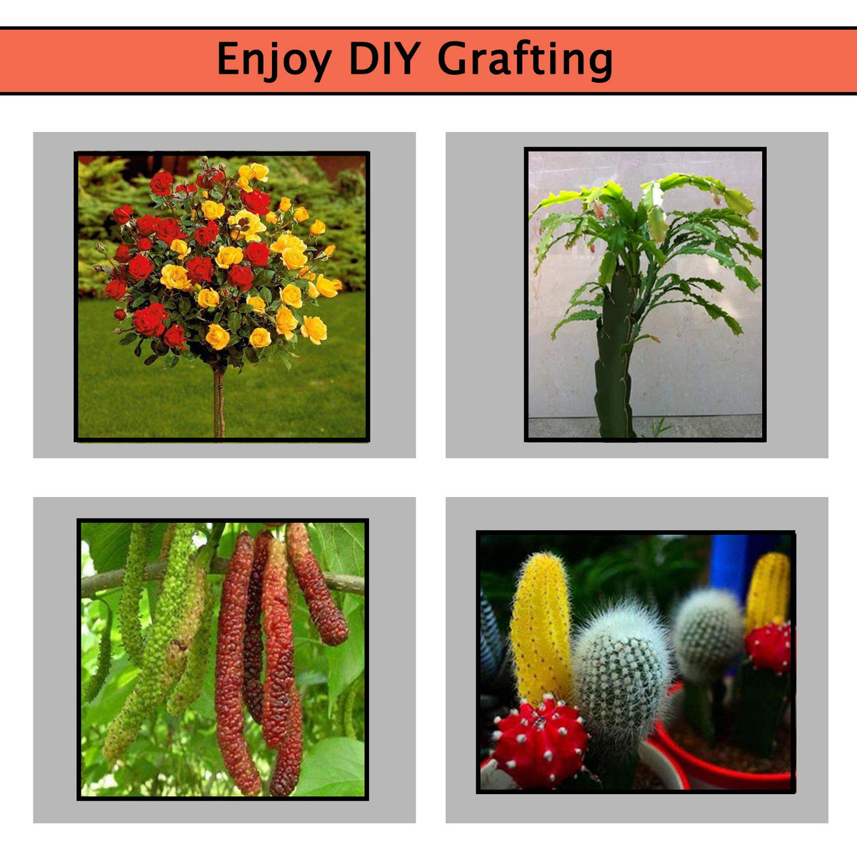 Krewey 2-in-1 Garden Grafting Tools Pruner Kit, V-Graft Omega-Graft and U-Graft, Plant Branch Vine