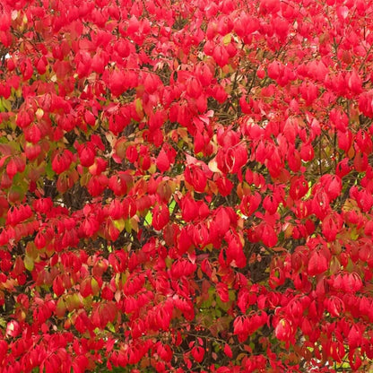 Burning Bush Shrub, Dwarf Burning Bush Live Plant in 4 Inch Pot, Red Shrub No Shipping to N.Y. CA