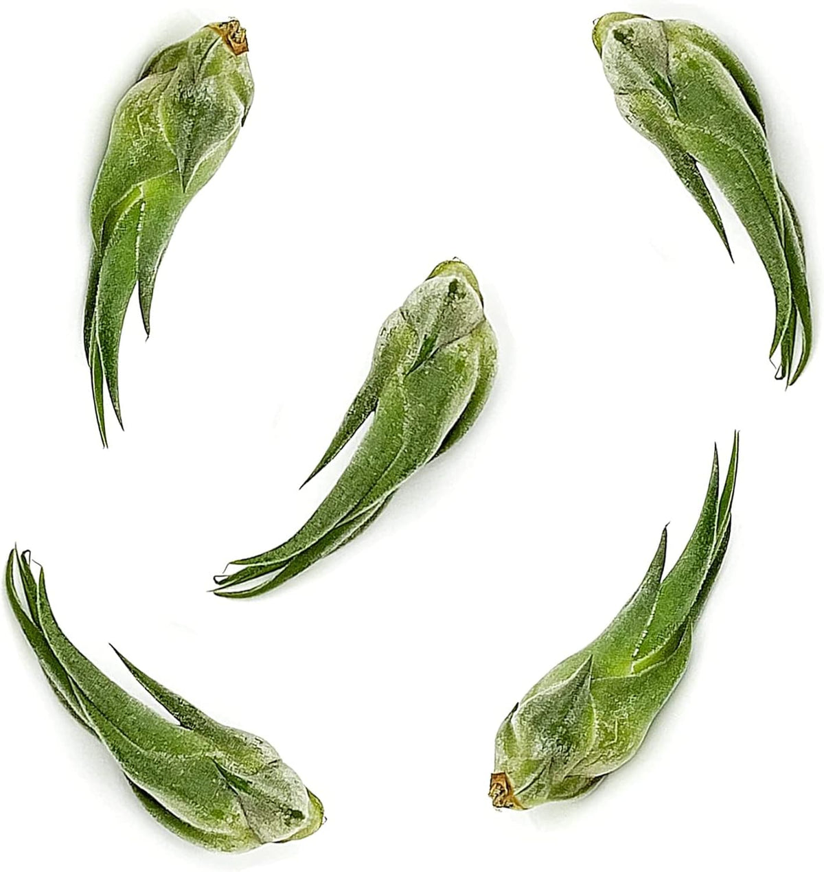 ragnaroc Air Plants - Tillandsia Seleriana, Large 4-6" - 5ct - Live Arrival Guaranteed - House
