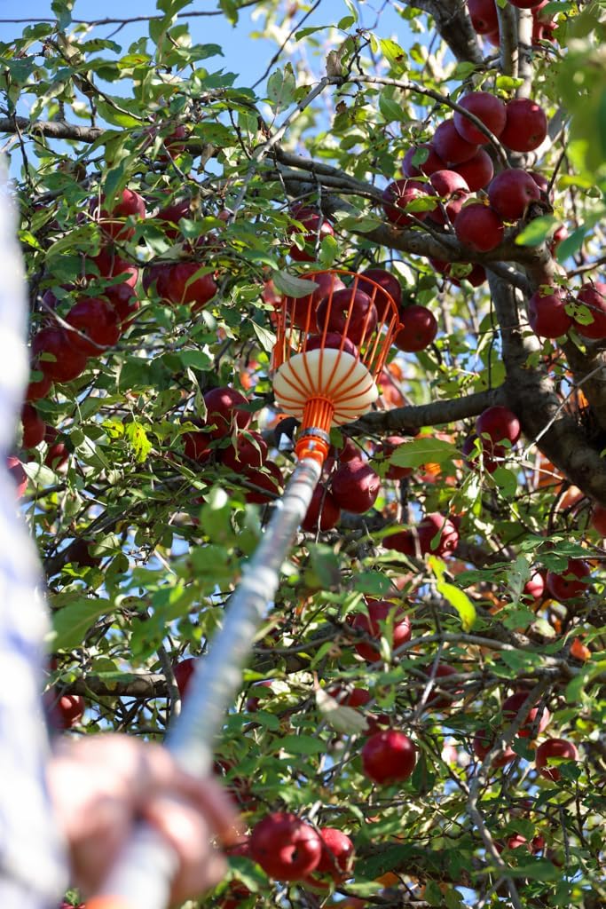21ft Reaching Fruit Picker with Lightweight Rigid Pole – Patented Compact Foldable Design with