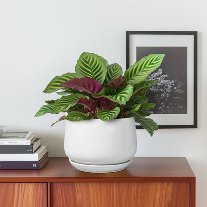 G EPGardening Ceramic Pots for Plants - 6 Inch Planter for Indoor Plants, Flower Pots with Drainage