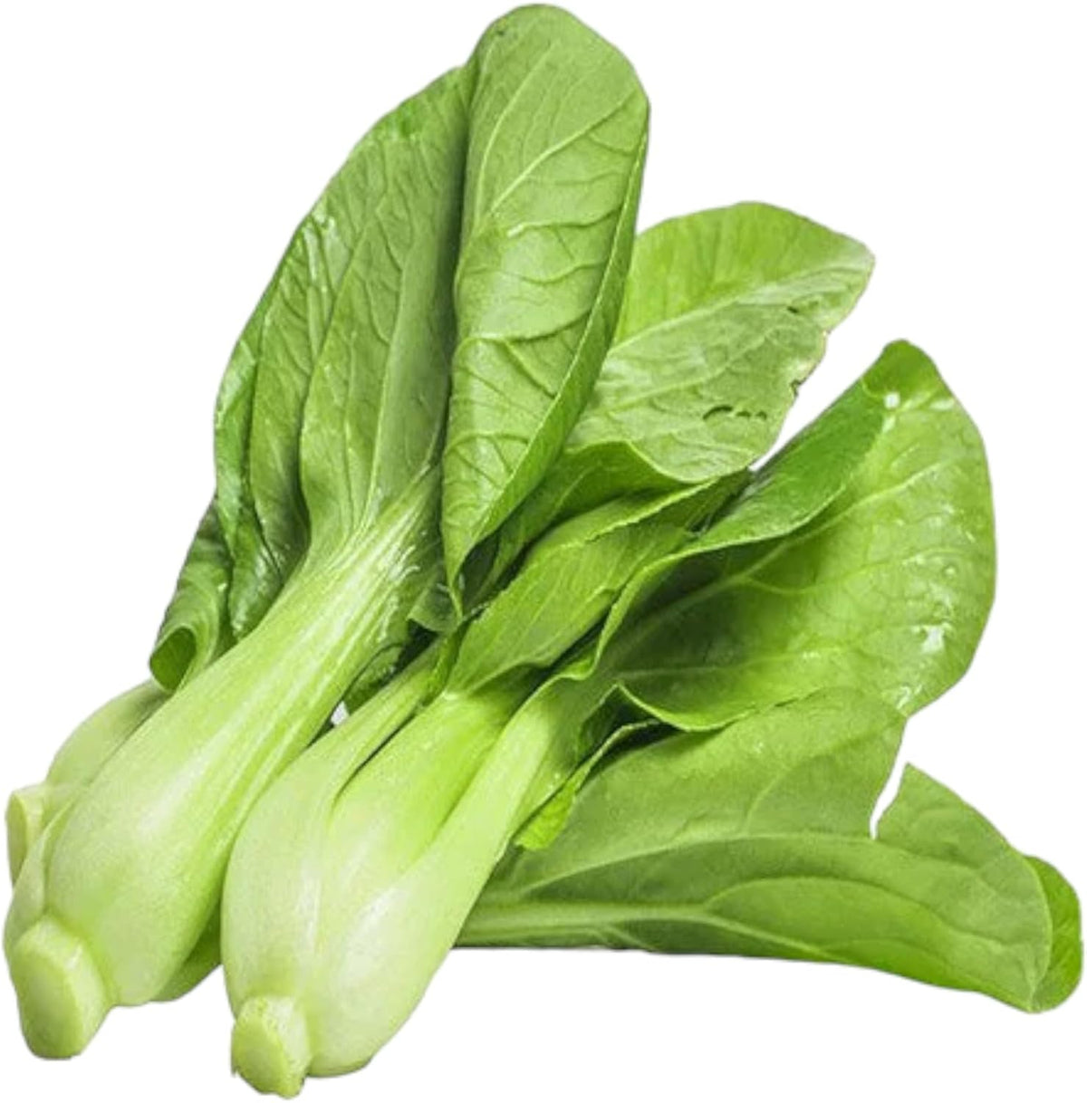 All Year Round Organic Chinese Cabbage Seeds, 1000pcs, Non-GMO, High 95% Germination, Perfect for