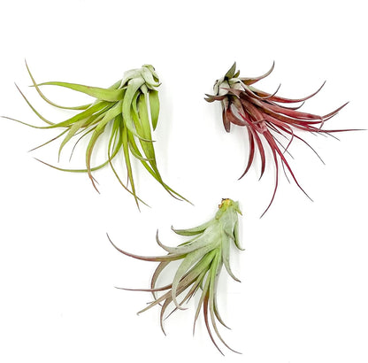 ragnaroc Air Plants - Tillandsia Brachycaulos Multiflora, Jumbo 5-7" - 3 ct - Live Arrival