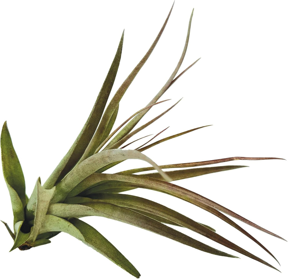 ragnaroc Air Plants - Tillandsia Brachycaulos Multiflora, Jumbo 5-7" - 1 ct - Live Arrival