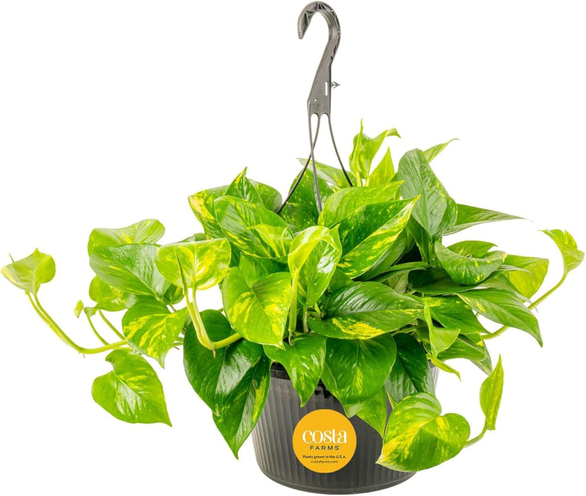 Costa Farms Golden Pothos Live Plant, Devil's Ivy in Hanging Basket Pot, Easy to Maintain, Large