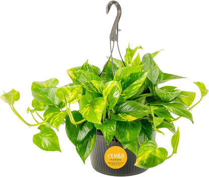 Costa Farms Golden Pothos Live Plant, Devil's Ivy in Hanging Basket Pot, Easy to Maintain, Large