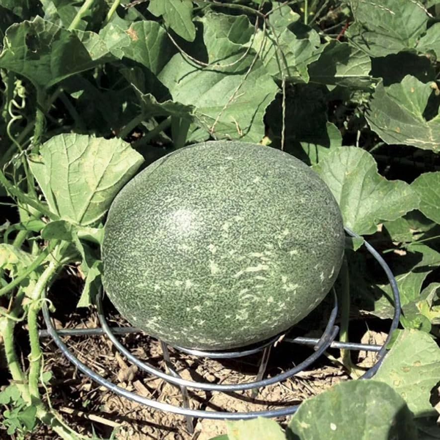 Park Seed Galvanized Steel Melon Cradle for Growing Your Own Fruits and Vegetables (5 Pack)