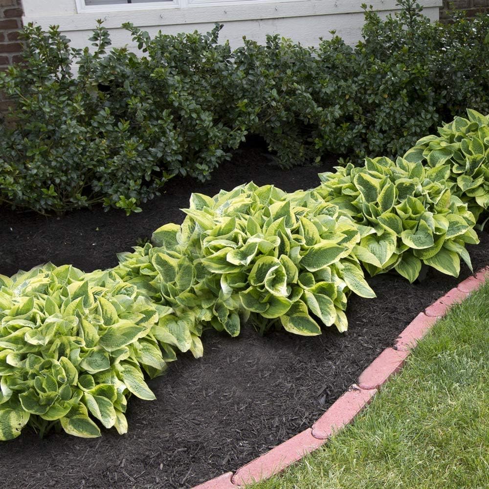 Ultimate Hosta Garden Collection 6-Pack of Bare Roots Hardy Mixed Heart-Shaped Hosta - Rich Green