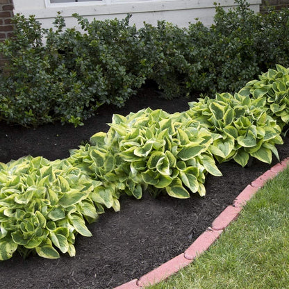 Ultimate Hosta Garden Collection 6-Pack of Bare Roots Hardy Mixed Heart-Shaped Hosta - Rich Green