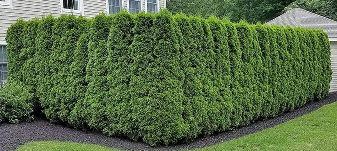 Ten Pack of Emerald Arborvitaes - Evergreen Privacy Hedge - 10 Live Plants Shipped 1 to 2 Feet Tall
