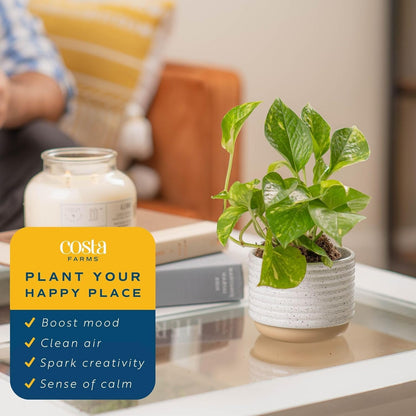 Costa Farms Live Indoor Plant Bundle in Decorative Pots, Easy to Maintain, Air Purifying Indoor