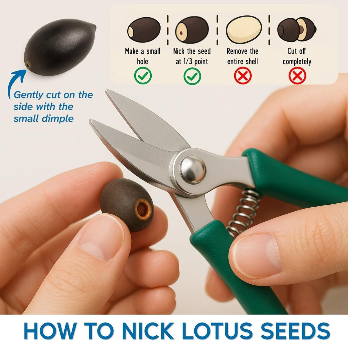 300pcs Lotus Seeds for Planting - 15 Unique Varieties Bonsai Bowl Lotus Seeds, Includes Detailed