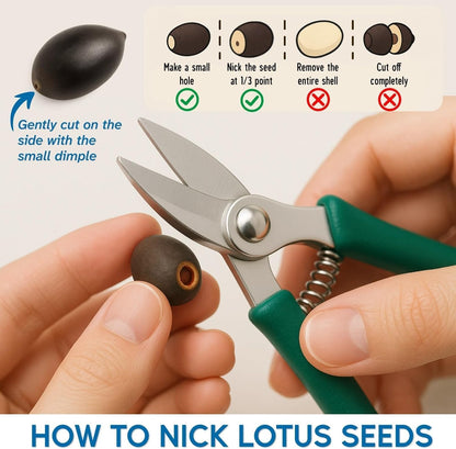 300pcs Lotus Seeds for Planting - 15 Unique Varieties Bonsai Bowl Lotus Seeds, Includes Detailed