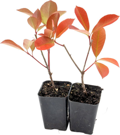 2 Red Tip Photinia/Photinia x Fraseri, Thriving in Extra Deep Nursery Cubes