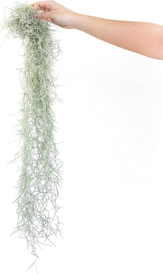 Thick Colombian Spanish Moss Live Strands with Wire Hook - Tillandsia Usneiodes - Live Tillandsia