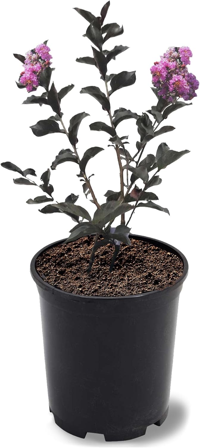 American Plant Exchange Black Diamond Purely Purple Crape Myrtle Tree Live, 1-Gallon Pot, 1-1.5ft