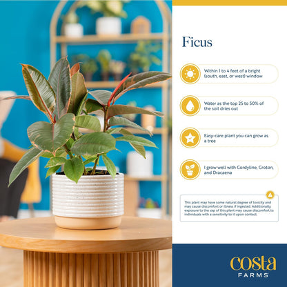 Costa Farms Ficus Tineke Live Plant, Easy to Grow Live Indoor Houseplant in Decorative Planter