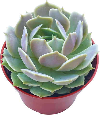 Live Succulent 4" Echeveria Lola, Succulents Plants Live Fully Rooted House Plant for Home Office
