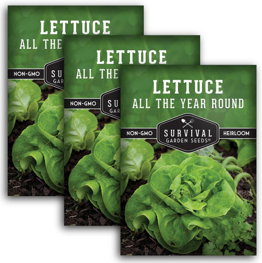 All The Year Round Lettuce Seed for Planting - 3 Packets with Instructions to Plant & Grow