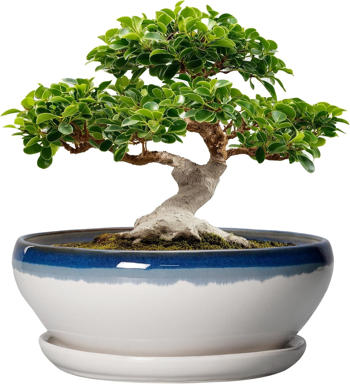 SQOWL Bonsai Tree Pots - 12 Inch Ceramic Succulent Planters, Large Bonsai Pot with Drainage Hole