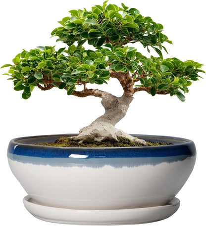 SQOWL Bonsai Tree Pots - 12 Inch Ceramic Succulent Planters, Large Bonsai Pot with Drainage Hole