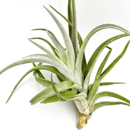 ragnaroc Air Plants - Tillandsia Cacticola, Jumbo 6-9" - 3ct - Live Arrival Guaranteed - House