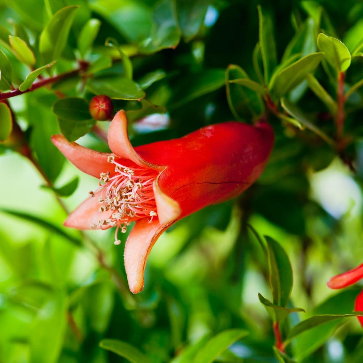 Pomegranate Wonderful Live for Sale (4 Pack) | Easy to Grow Plants | Edible Fruit Plant for