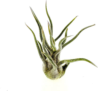 ragnaroc Air Plants - Tillandsia Pruinosa, Large 3-5" - 1ct - Live Arrival Guaranteed - House